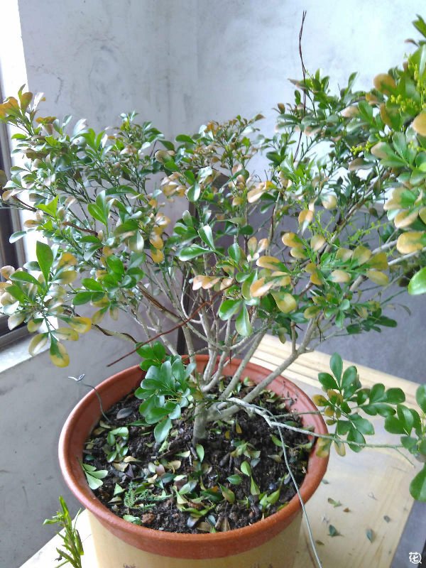 米兰花叶子一碰全掉怎么办