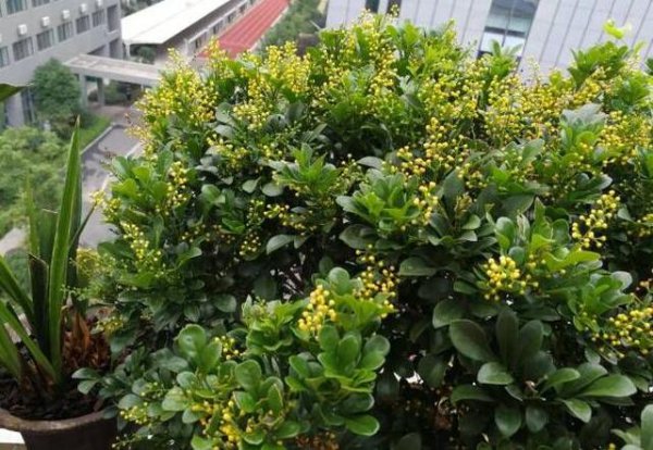 米兰花过冬最低温度