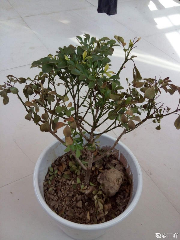 米兰花叶子发黄怎么办
