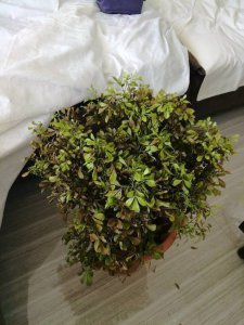 米兰花掉叶子放点白醋有效吗 米兰花叶子掉落尝试使用白醋是否有效？
