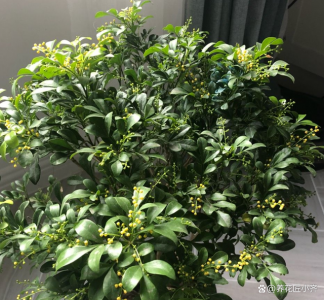 米兰花期可以浇啤酒吗 米兰花期适合用啤酒浇灌吗？