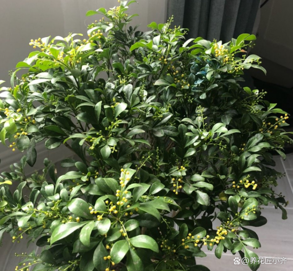 米兰花期可以浇啤酒吗