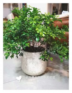 自制米兰花肥的方法有哪些 自己制作米兰花肥的方法有哪些？