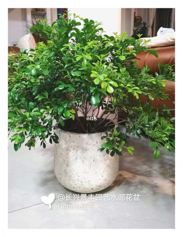 自制米兰花肥的方法有哪些