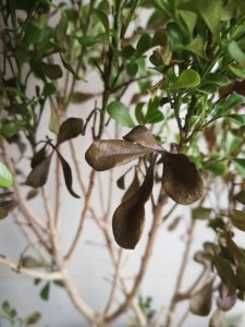 米兰花掉叶子放点白醋管用吗 用白醋处理掉叶的米兰花有效吗？