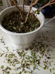 米兰花黄叶掉落怎么办 米兰花黄叶如何处理？