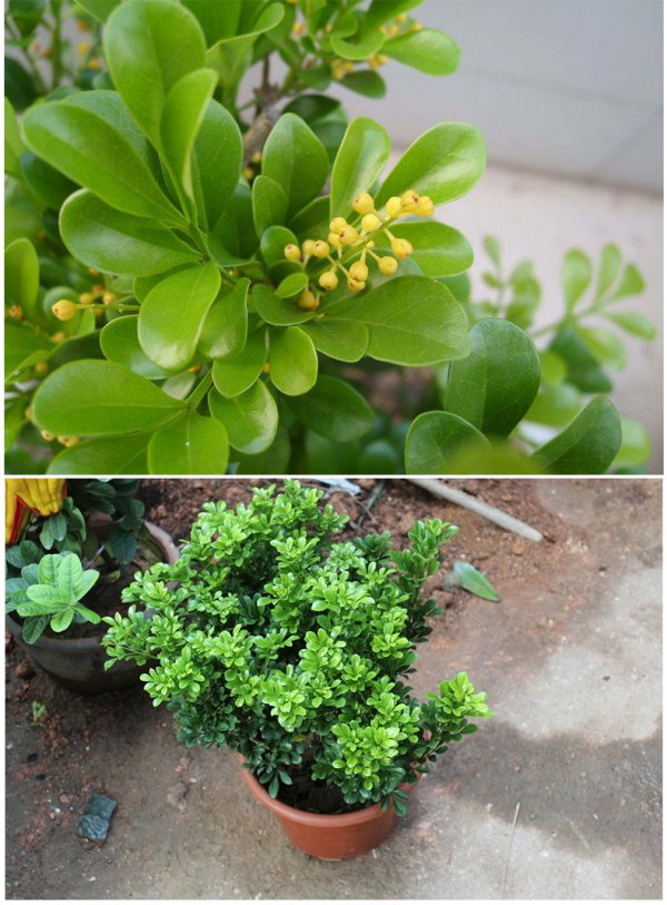 米兰花能不能水培吗