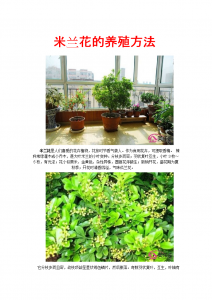 米兰花施肥方法及注意事项 米兰花的施肥技巧和注意事项