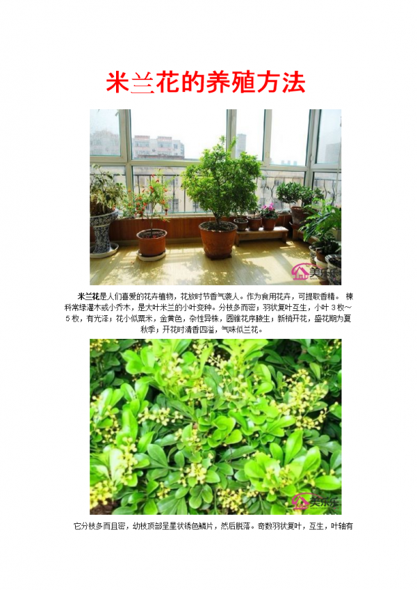 米兰花施肥方法及注意事项