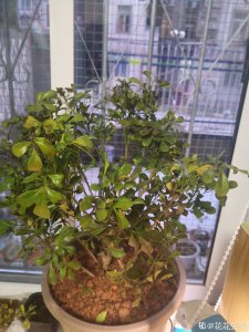 米兰花叶子一碰全掉是什么原因 为什么米兰花叶子会一碰就掉落？