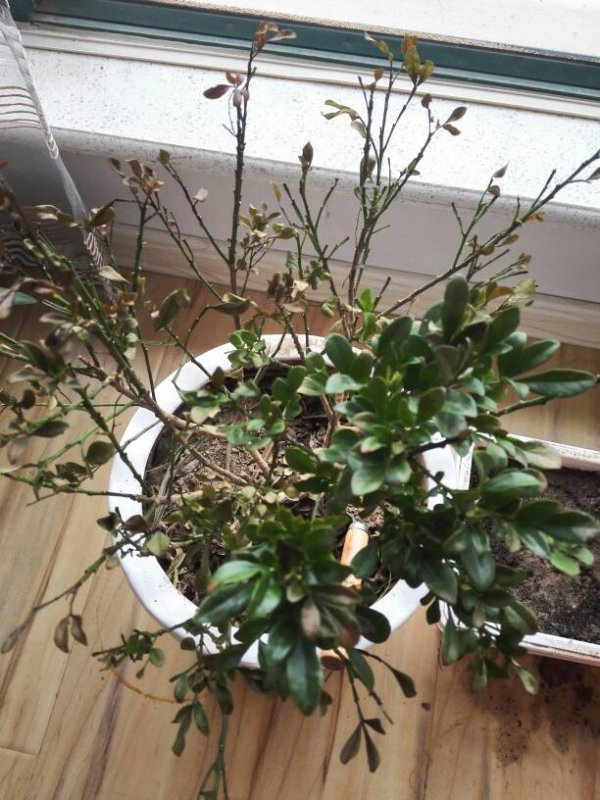 米兰花有花苞为何不开花