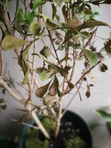 如何救临近枯死的米兰花 怎样拯救濒死的米兰花