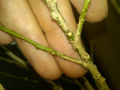 米兰花为什么掉花苞 为何米兰花开出来的花苞掉落？