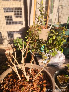 米兰花剪成秃头可以吗 能不能把米兰花修剪成秃头？