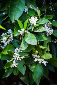 米兰花好看吗 米兰花美吗？