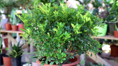 米兰花的养殖方法是什么 如何种植米兰花？