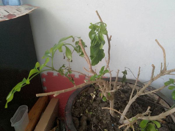 米兰花烂根了怎么办