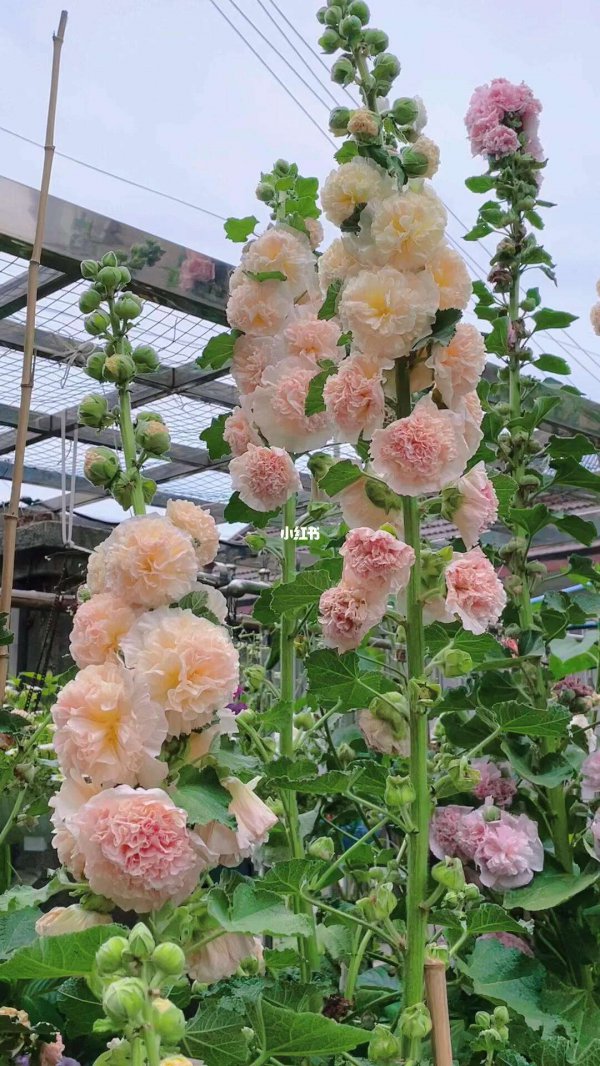 蜀葵要打顶吗
