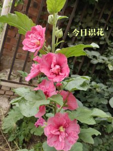 蜀葵什么时候播种 蜀葵播种时间是什么时候？