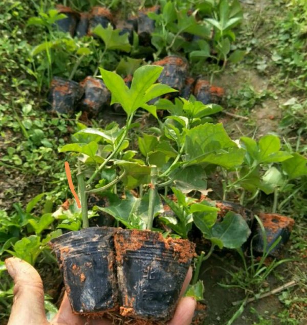 百香果水培快速生根法