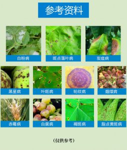 百香果叶斑病用什么药好 百香果叶斑病治疗药物推荐