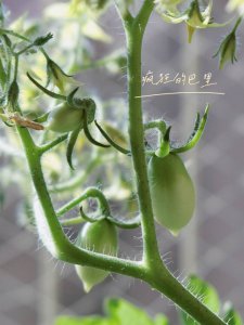 盆栽百香果打顶打早了怎么办 盆栽百香果过早修剪顶部怎么处理