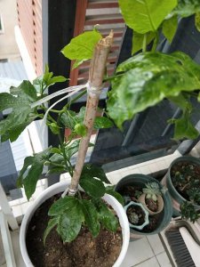 盆栽百香果怎么种植养护 如何种植养护盆栽百香果？