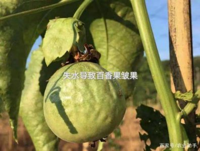 百香果皱果是什么原因造成的 为什么百香果会出现皱果现象？