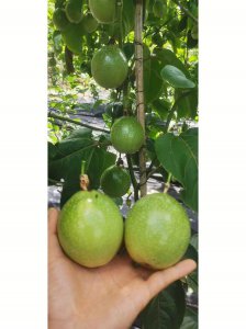 百香果有几种 百香果有多少种品种？