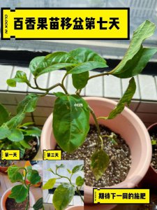 百香果幼苗移栽的注意事项有哪些 百香果幼苗移植需注意什么？