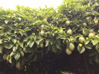 百香果树几年结果 百香果树何时结果？