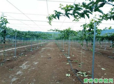 百香果合理灌溉技巧 百香果科学浇水技巧