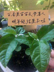 百香果种子繁殖技术总结 百香果种子繁殖技术概要