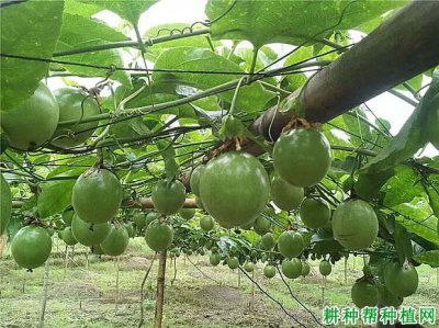 百香果卷须怎么处理 处理百香果卷的方法
百香果卷的制作技巧