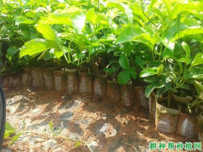 百香果移栽技术要点 百香果移植关键技巧