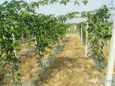 百香果移栽管理技术要点 百香果移栽技巧要点