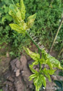 百香果落花落果的原因 百香果掉落的原因