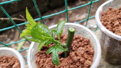 百香果幼苗移栽注意事项技巧 百香果幼苗移植须知技巧