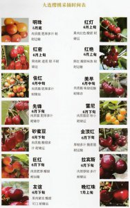 樱桃成熟时间 樱桃熟透时