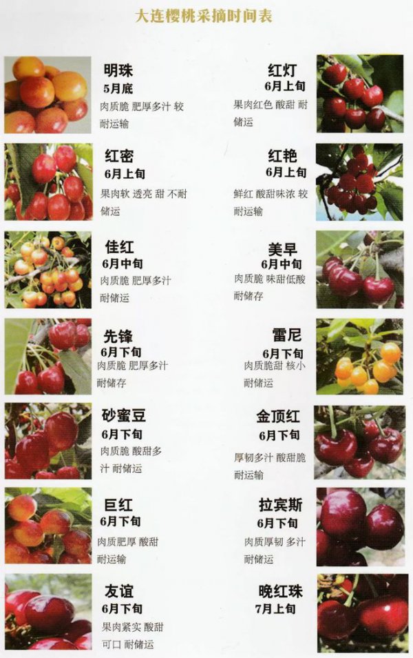 樱桃成熟时间
