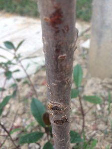 光杆樱桃树多久发芽 光杆樱桃树发芽周期是多久？