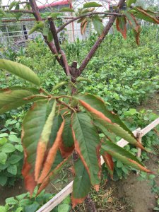 新移栽的樱桃树枯了怎么补救 新移植的樱桃树枯萎了怎么办？
