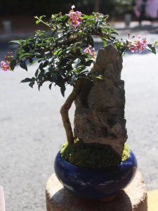 樱桃盆栽用深盆还是浅盆 种植樱桃盆栽选择深盆还是浅盆？