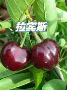 拉宾斯大樱桃的优缺点有哪些 拉宾斯大樱桃的优劣势是什么？
