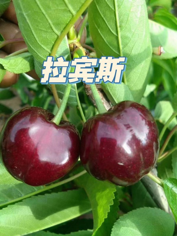 拉宾斯大樱桃的优缺点有哪些