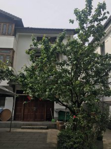 院里为什么不栽樱桃树 为什么院子里不种樱桃树？