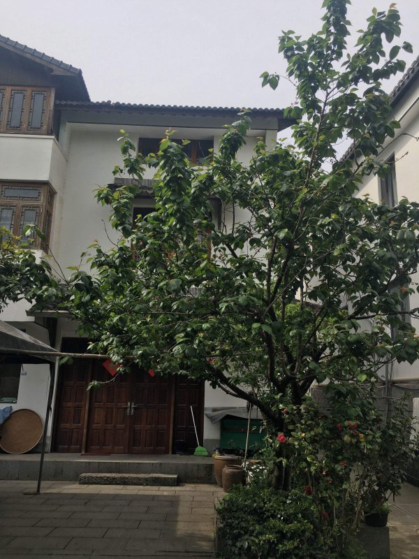 院里为什么不栽樱桃树