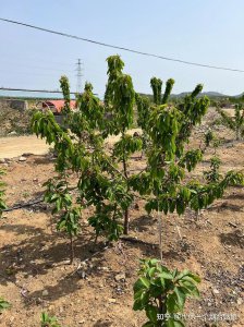 家里为什么不能种樱桃树 为什么家里不适合种樱桃树