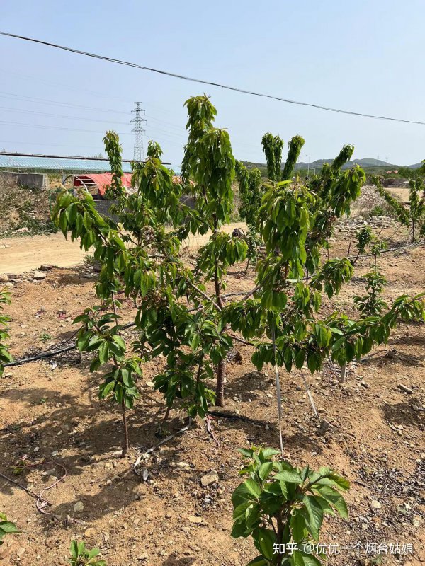 家里为什么不能种樱桃树