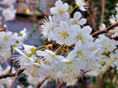 樱桃花什么时候开 樱桃花何时盛开？